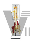 Multifunction soft vertebrae model